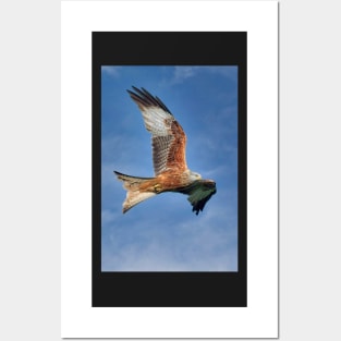 Red Kite Bird of Prey (Milvus Milvus) Posters and Art